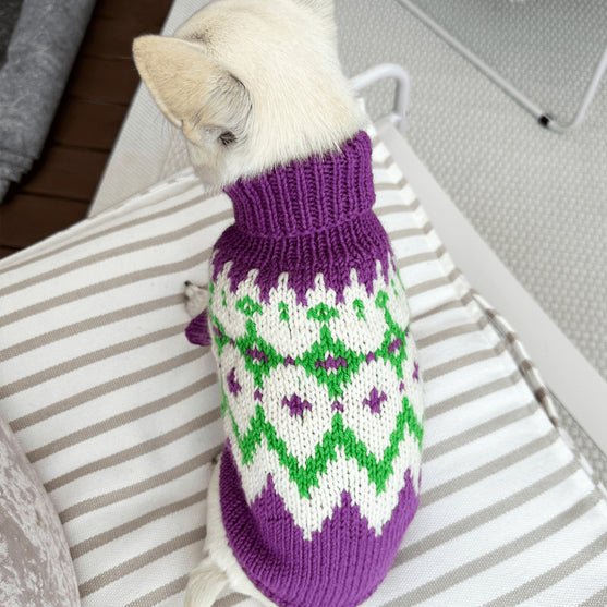 Chihuahua - Hondentrui
2