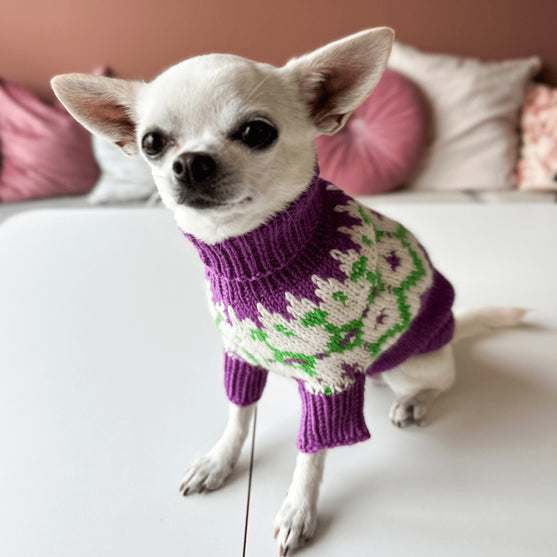 Chihuahua - Hondentrui
4