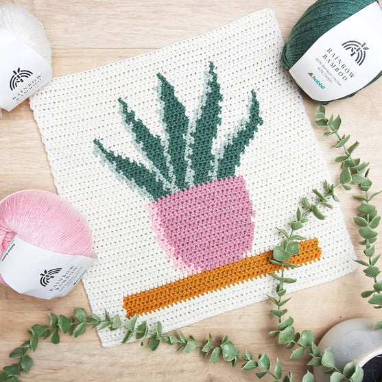 Snake Plant - Wandhanger
2