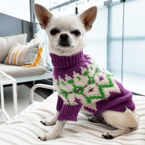 

Chihuahua - Hondentrui
1