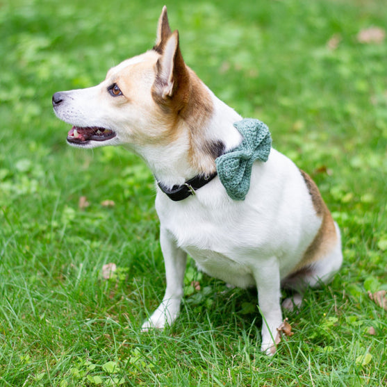 

Wow Bow - Strik voor de Hond
1