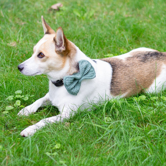 

Wow Bow - Strik voor de Hond
2