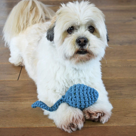 Kikkervisje - Hondenspeelgoed